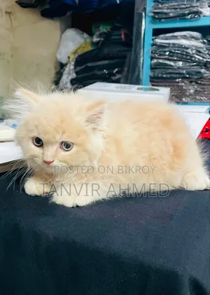 1-3 Months Male Purebred Persian Cat