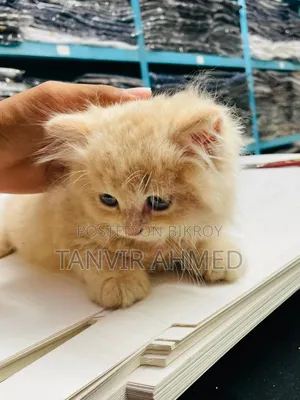 1-3 Months Male Purebred Persian Cat