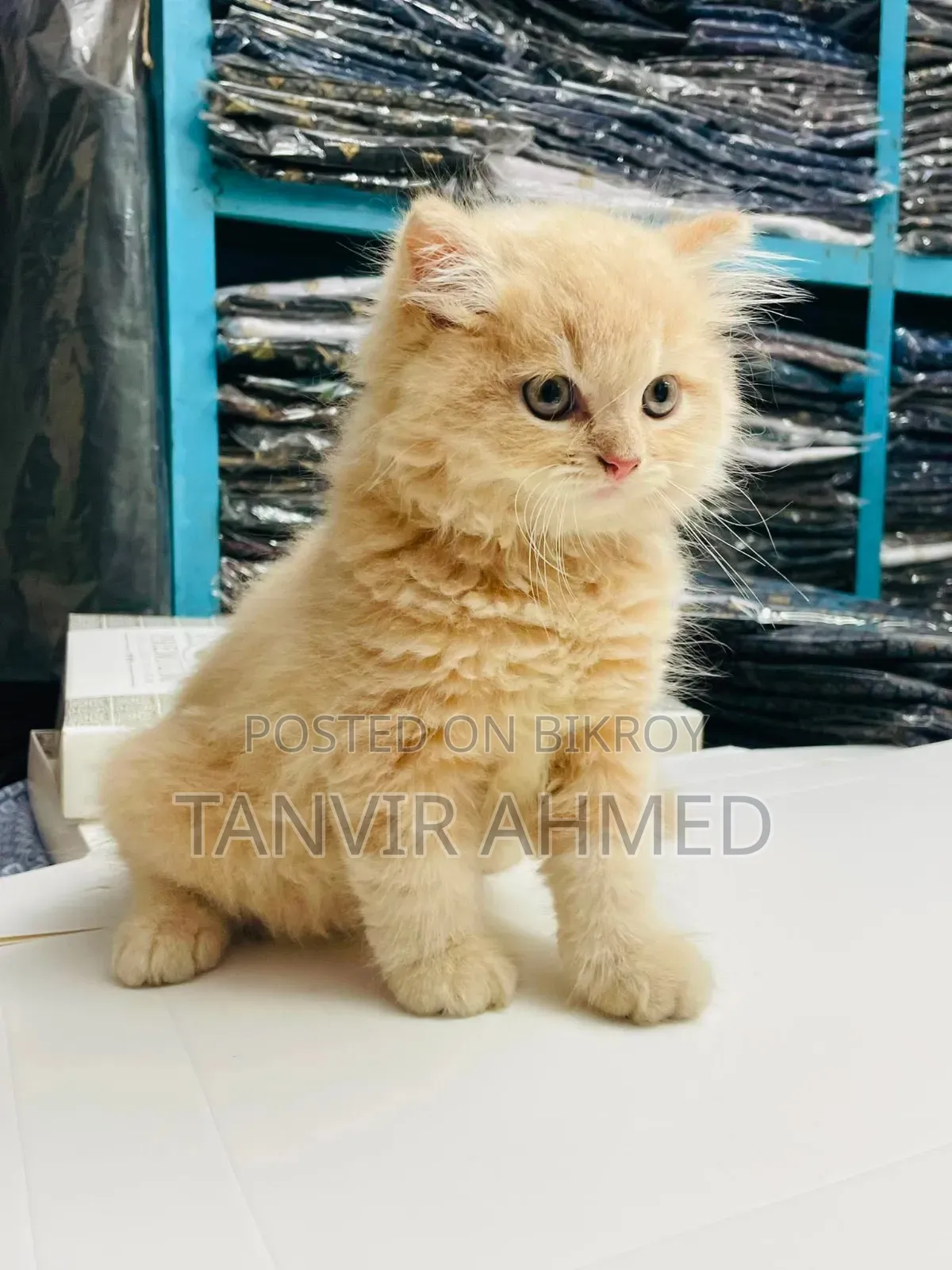 1-3 Months Male Purebred Persian Cat