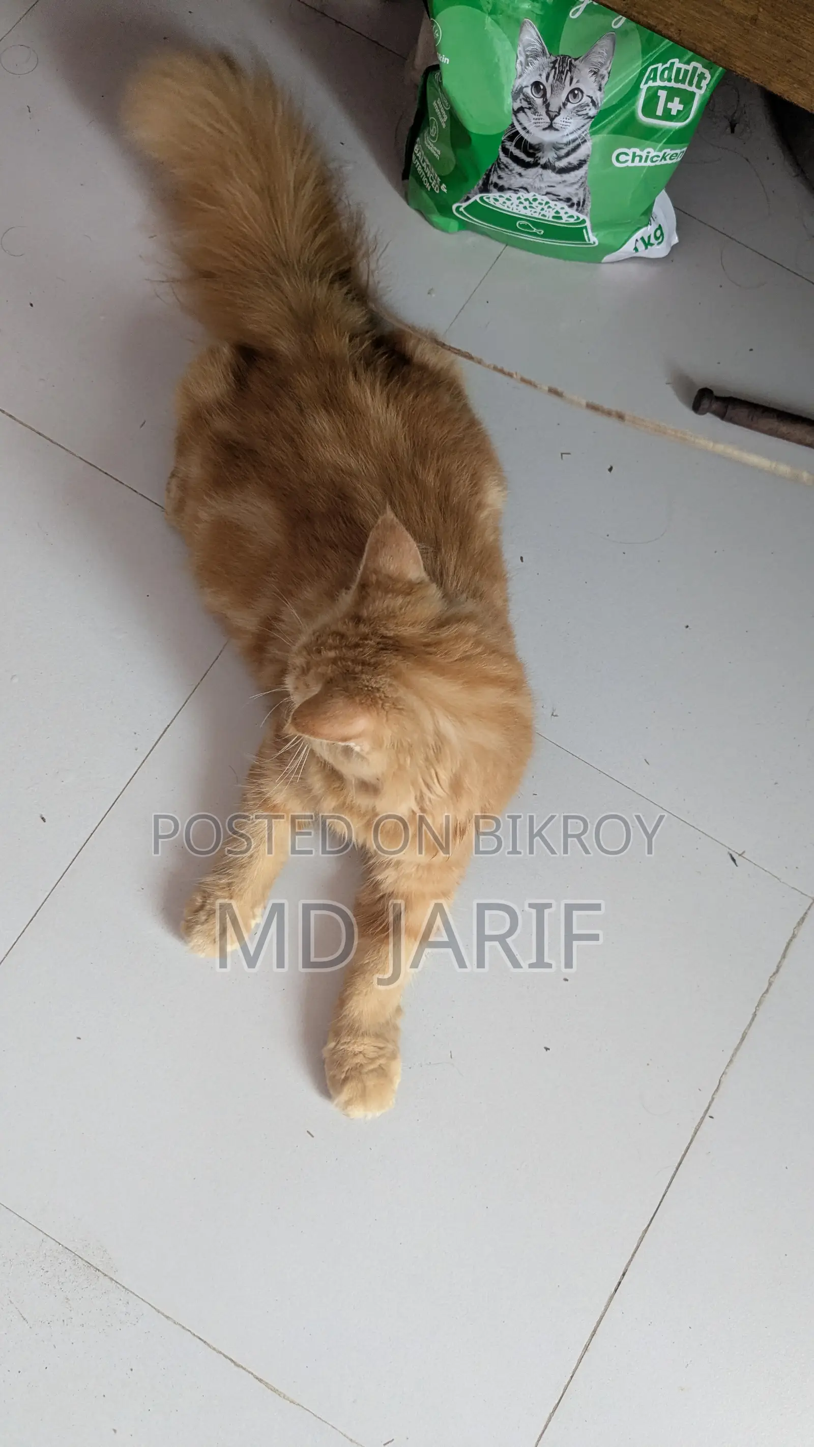 6-12 Months Female Purebred Persian