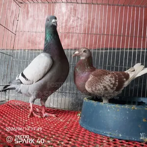 এক জোরা রেসার কবুতর সেল করা হবে