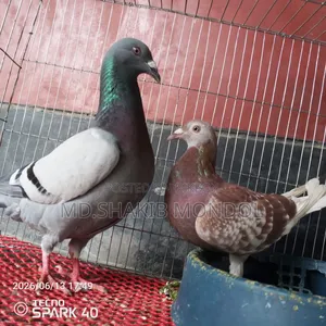 এক জোরা রেসার কবুতর সেল করা হবে