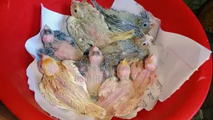Cockatiel Tame Size Baby