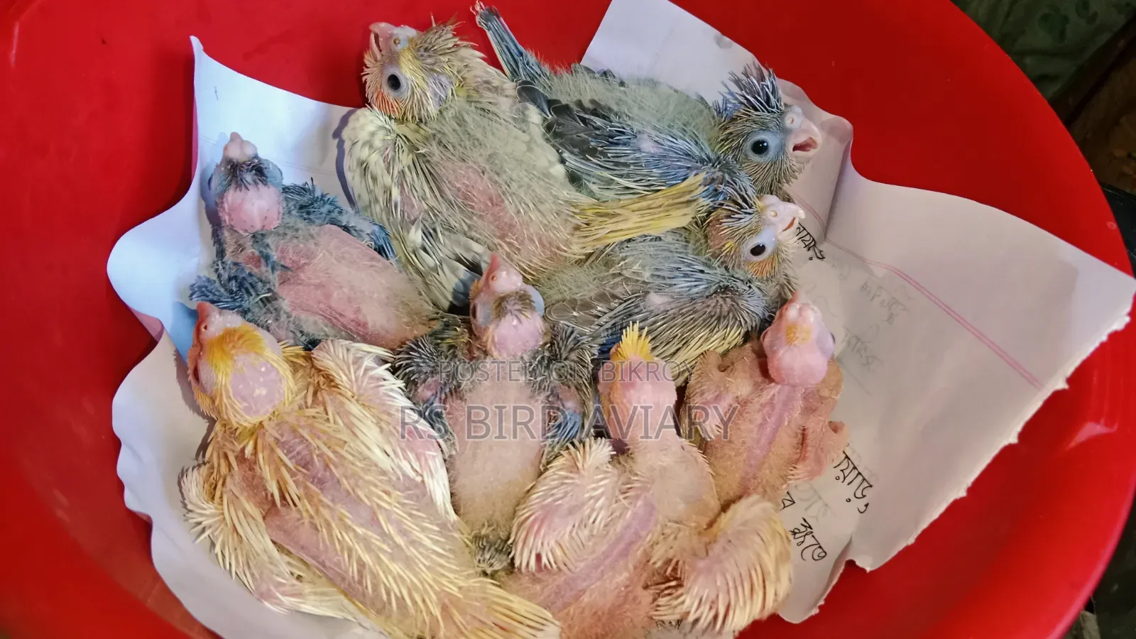 Cockatiel Tame Size Baby