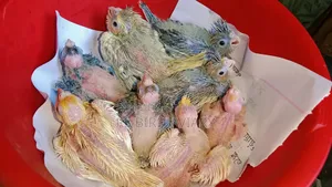 Cockatiel Tame Size Baby