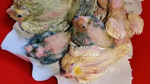 Cockatiel Tame Size Baby
