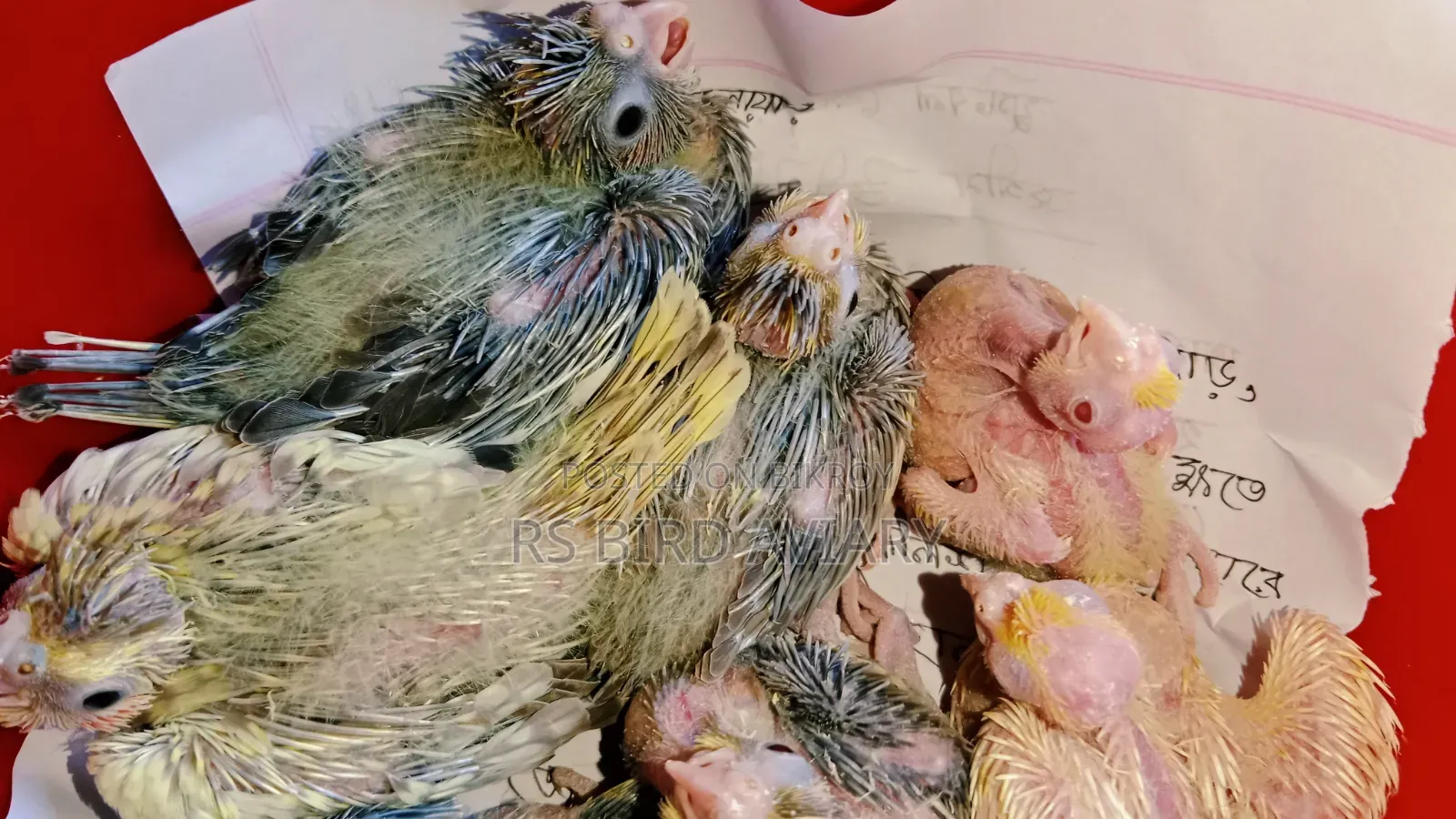 Cockatiel Tame Size Baby