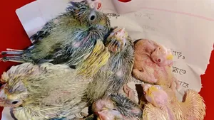 Cockatiel Tame Size Baby