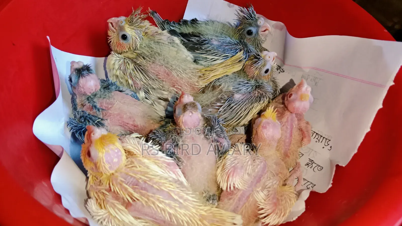 Cockatiel Tame Size Baby