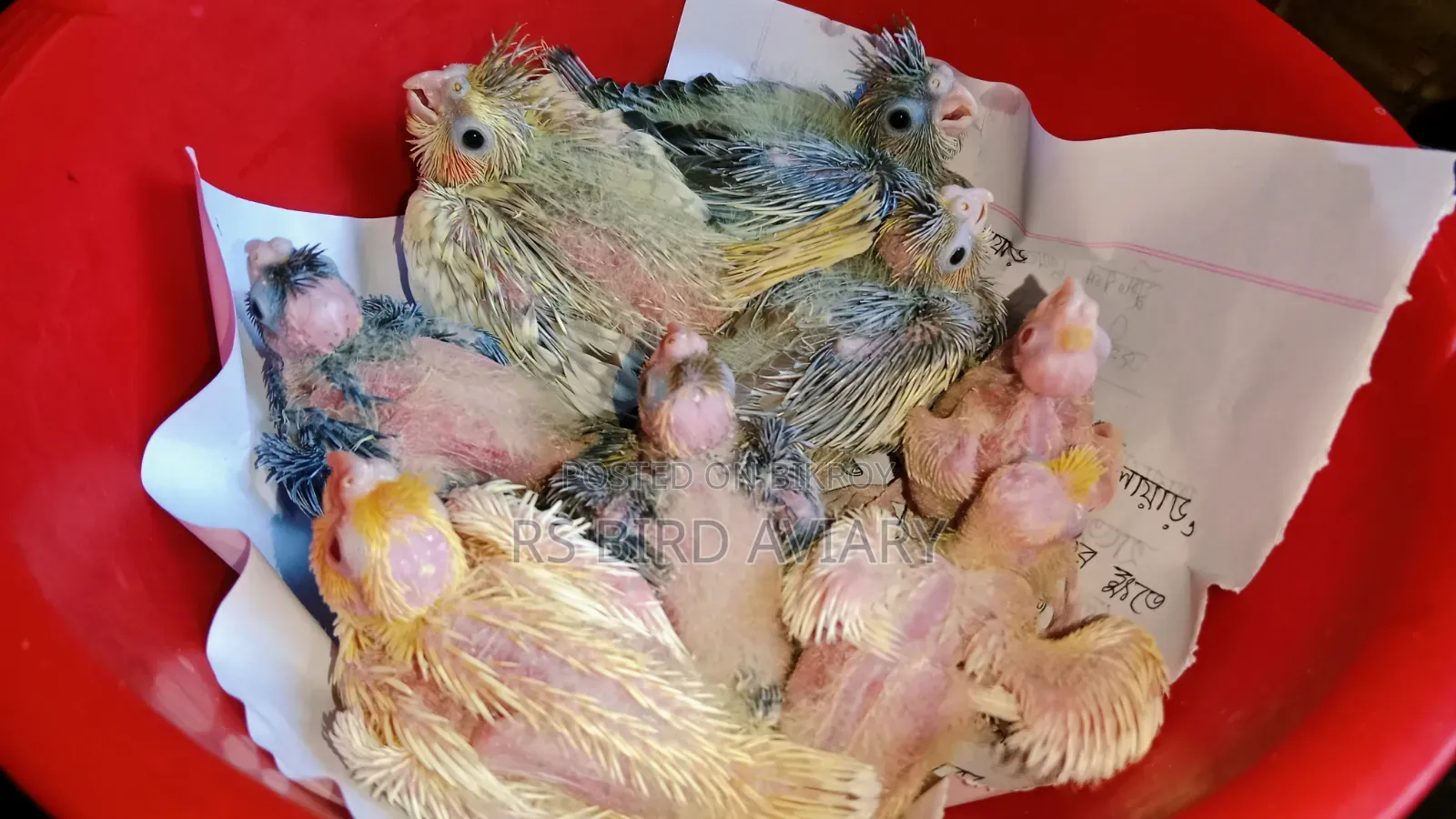 Cockatiel Tame Size Baby