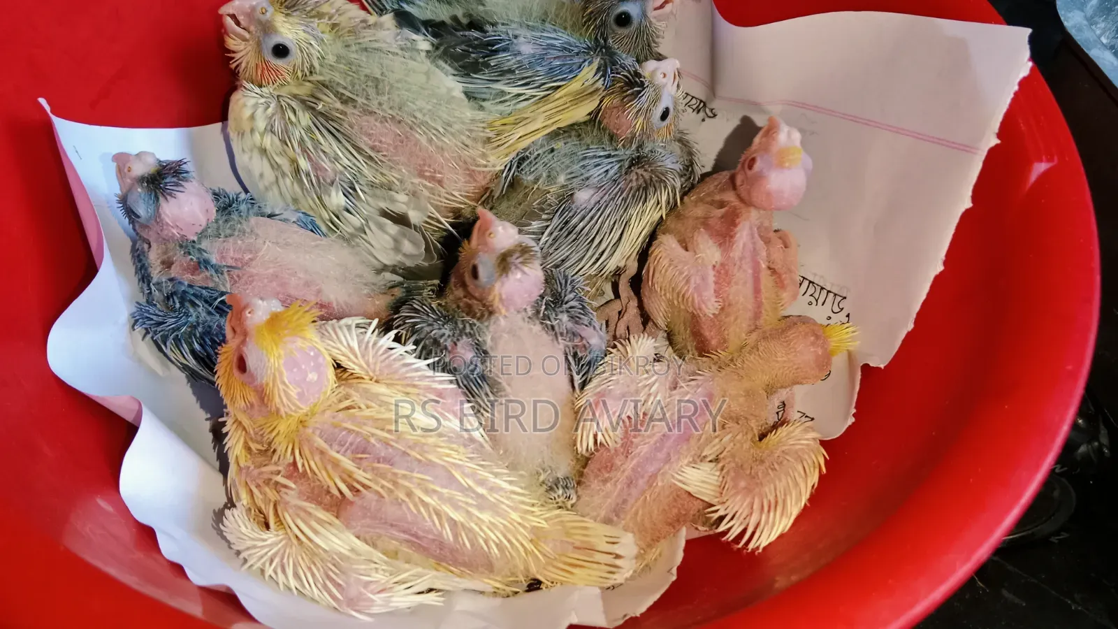 Cockatiel Tame Size Baby