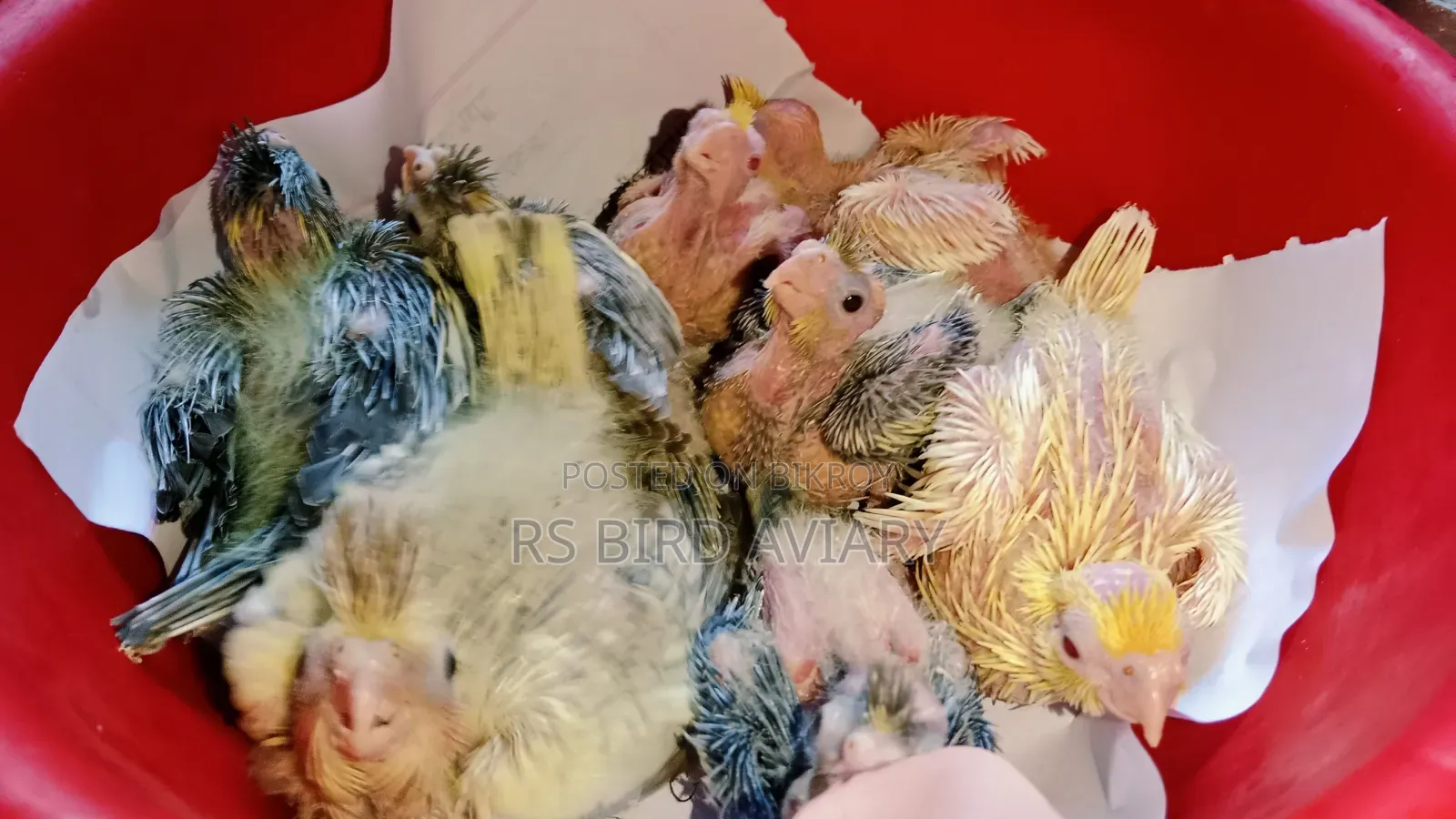 Cockatiel Tame Size Baby