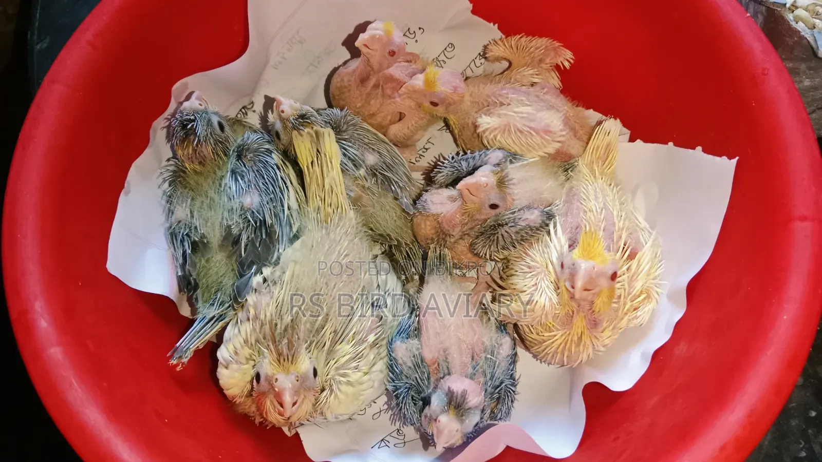 Cockatiel Tame Size Baby