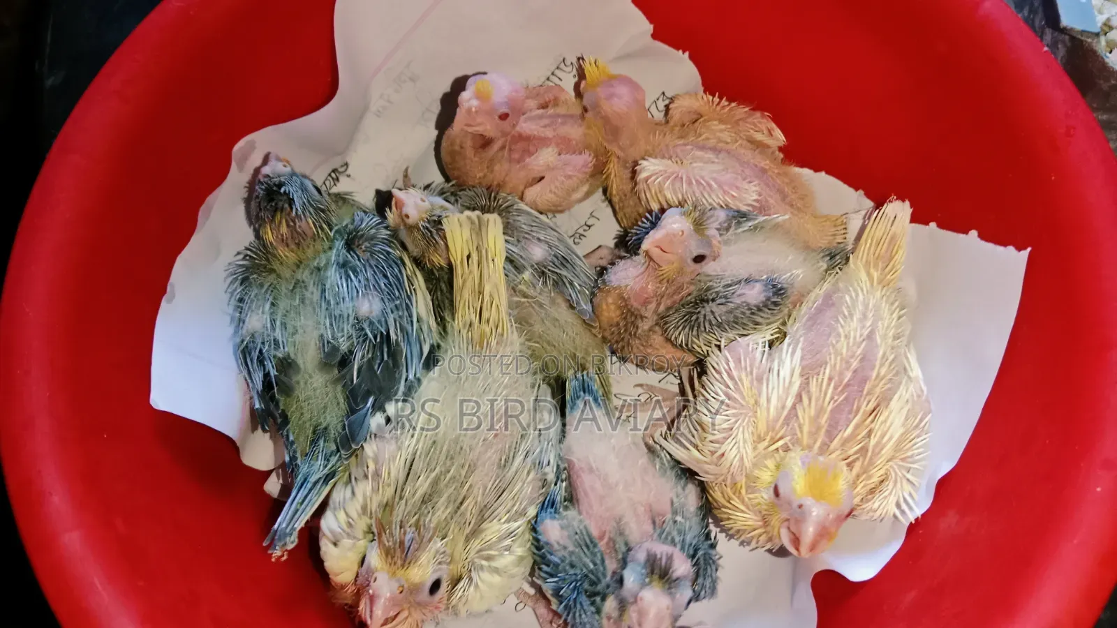 Cockatiel Tame Size Baby