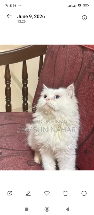 1+ Year Female Purebred Persian