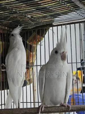 Beautiful White Cockatiel Pair for Sale