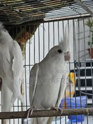 Beautiful White Cockatiel Pair for Sale