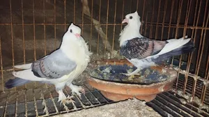 সার্টিন বেবি