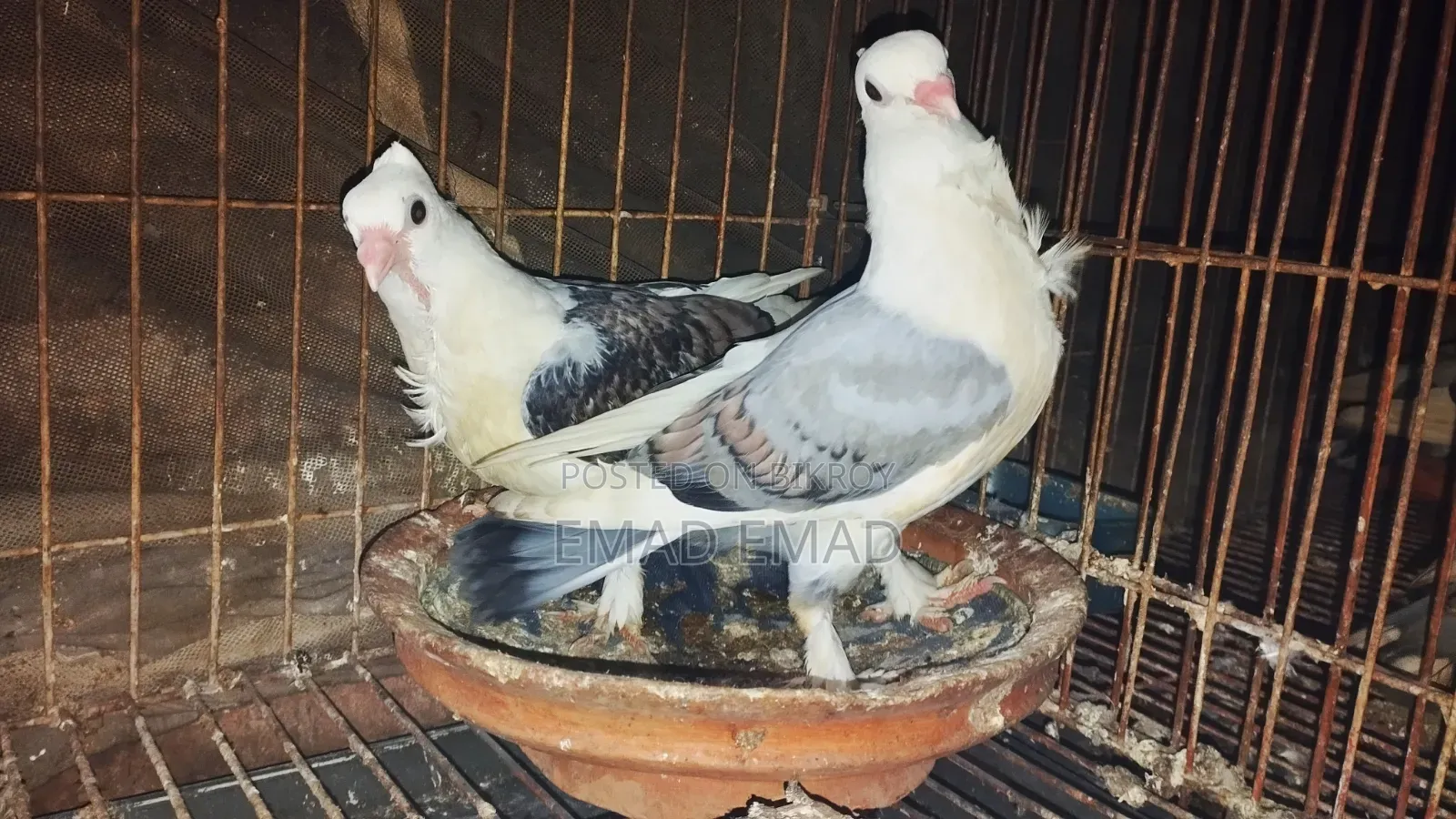 সার্টিন বেবি