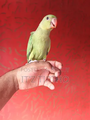 Ringneck Parrot
