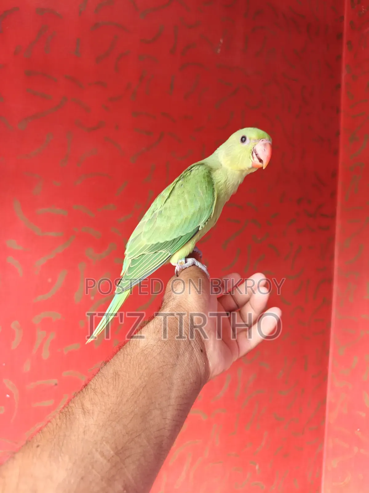 Ringneck Parrot