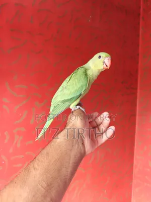 Ringneck Parrot