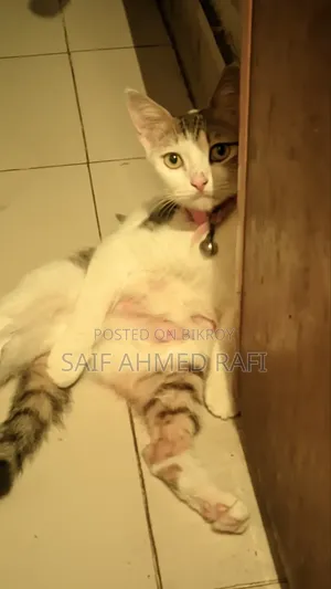 6-12 Months Female Mixed Breed Persian