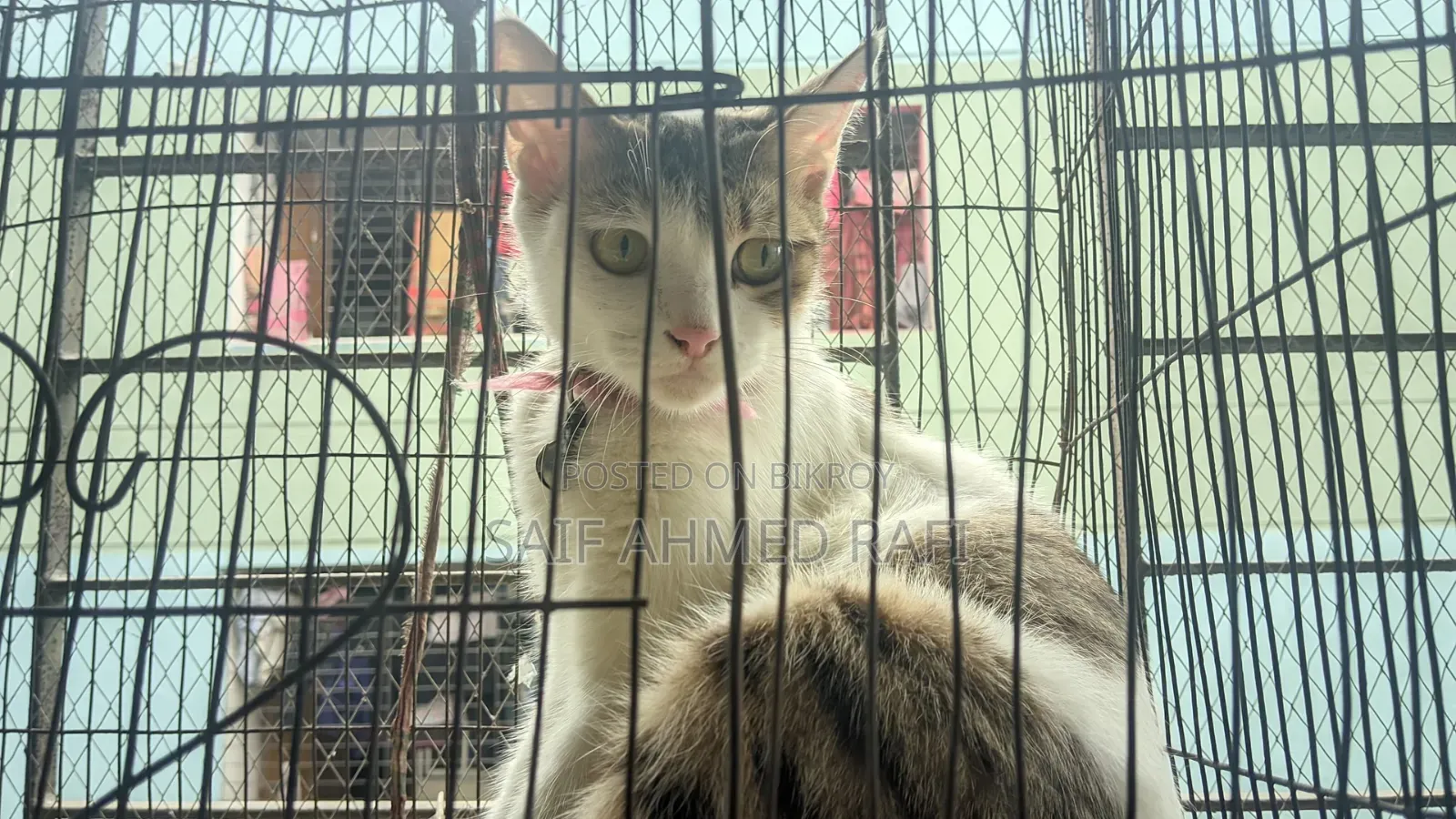 6-12 Months Female Mixed Breed Persian