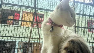 6-12 Months Female Mixed Breed Persian