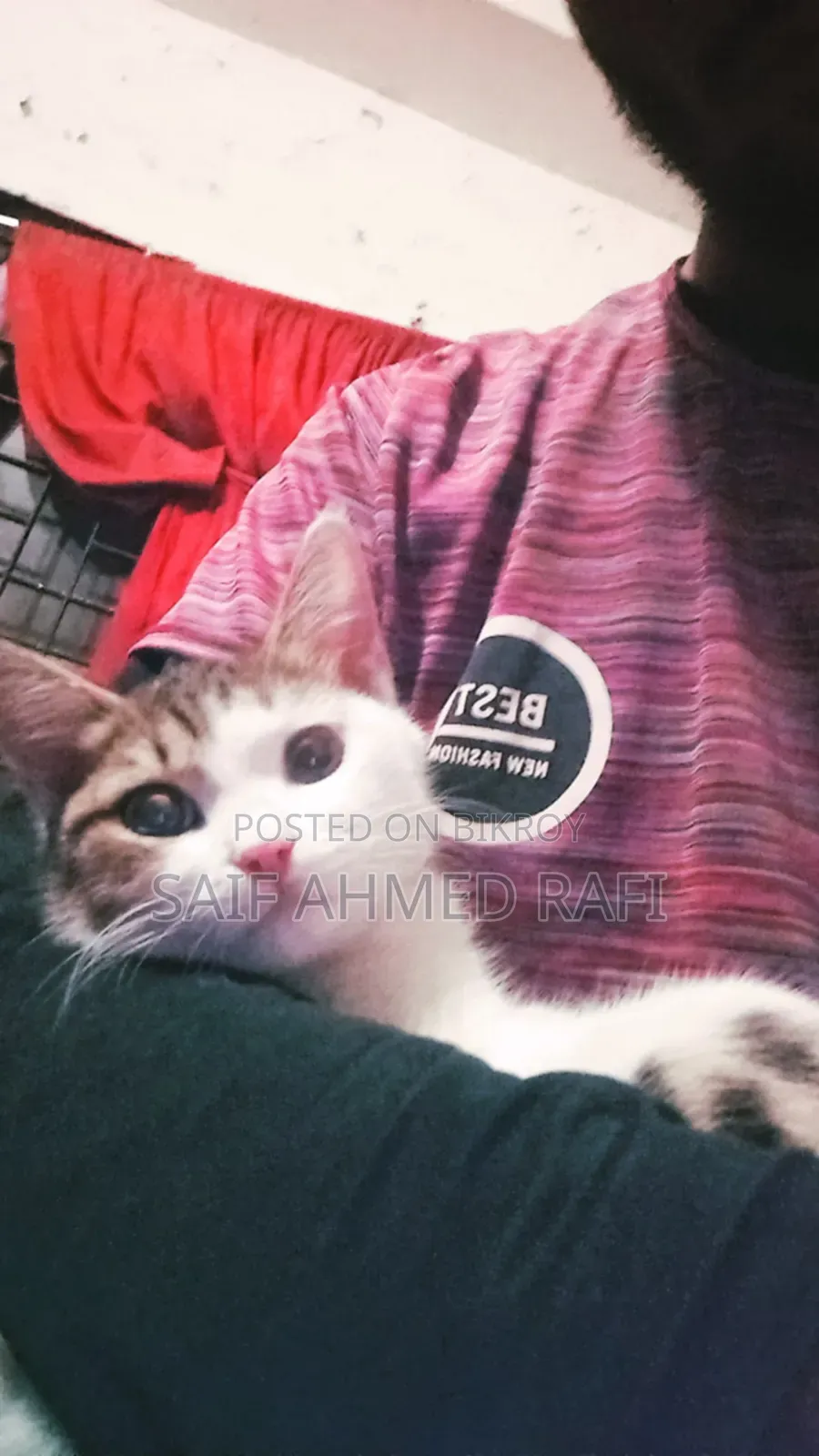 6-12 Months Female Mixed Breed Persian