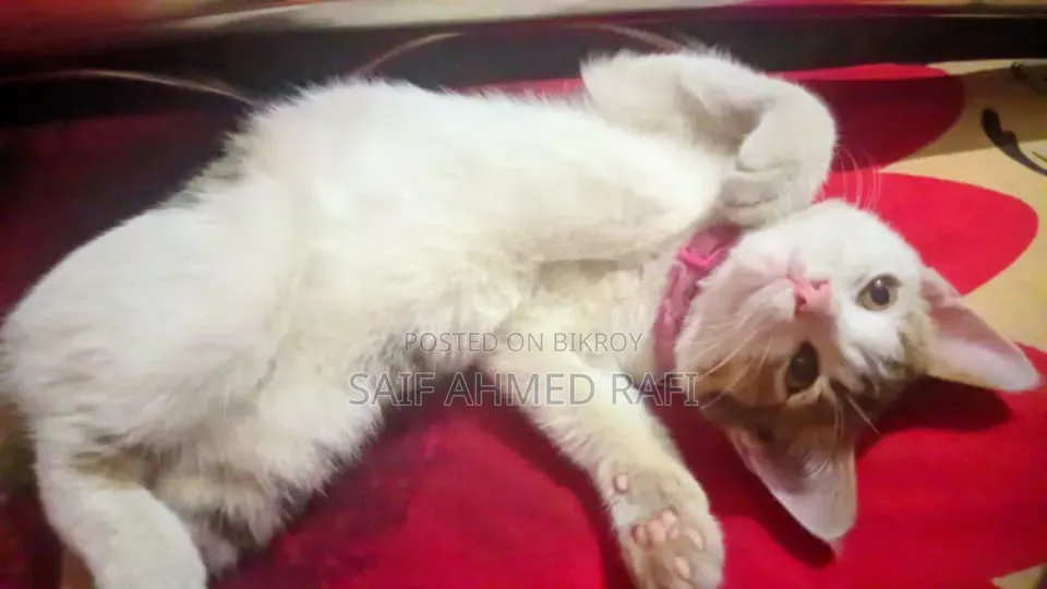 6-12 Months Female Mixed Breed Persian