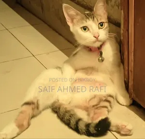 6-12 Months Female Mixed Breed Persian