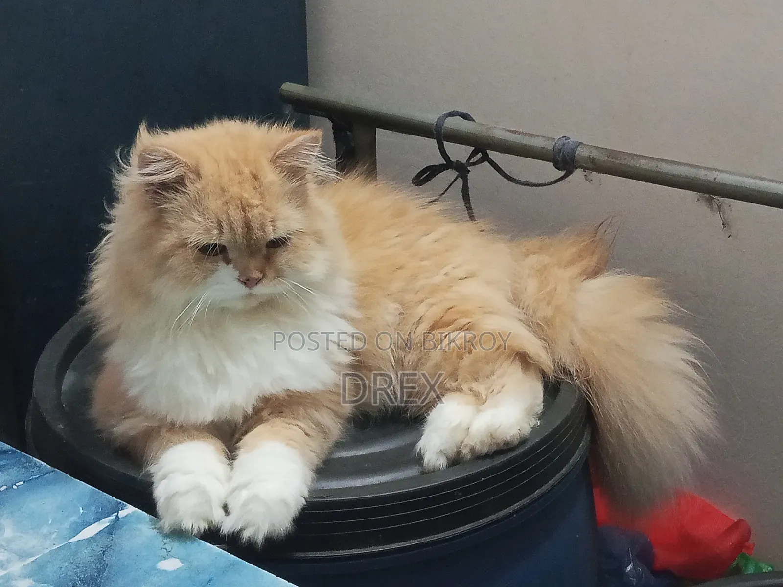 6-12 Months Female Purebred Persian