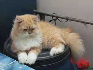 6-12 Months Female Purebred Persian