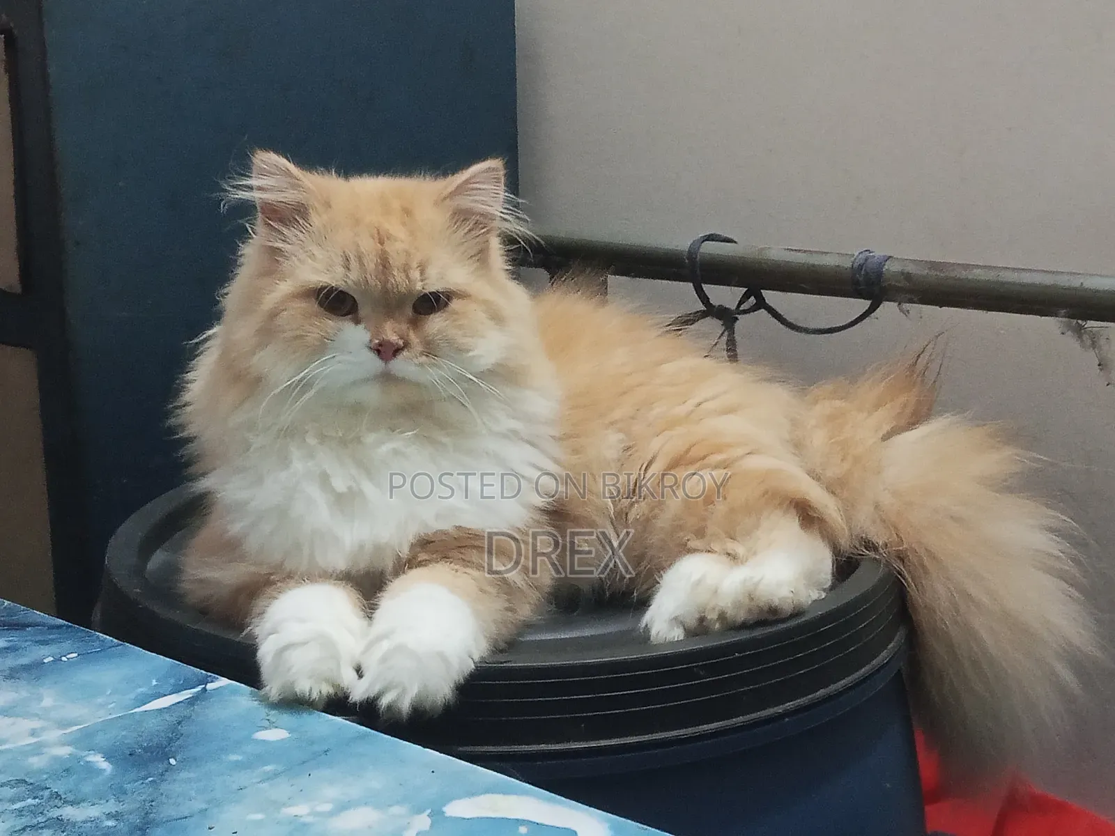 6-12 Months Female Purebred Persian