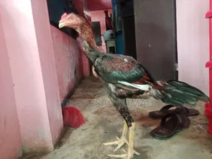 Indian Aseel Rooster 27+