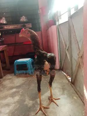 Indian Aseel Rooster 27+