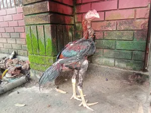 Indian Aseel Rooster 27+