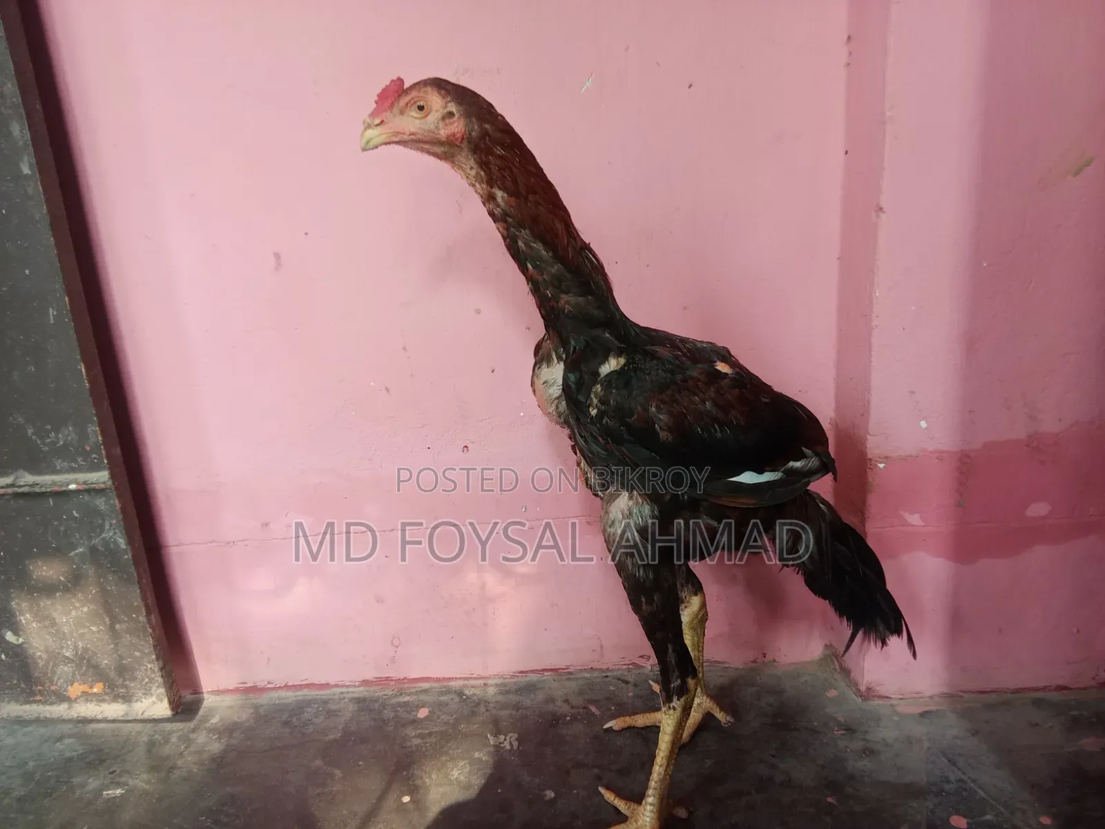 Indian Aseel Rooster 27+