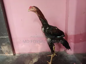 Indian Aseel Rooster 27+