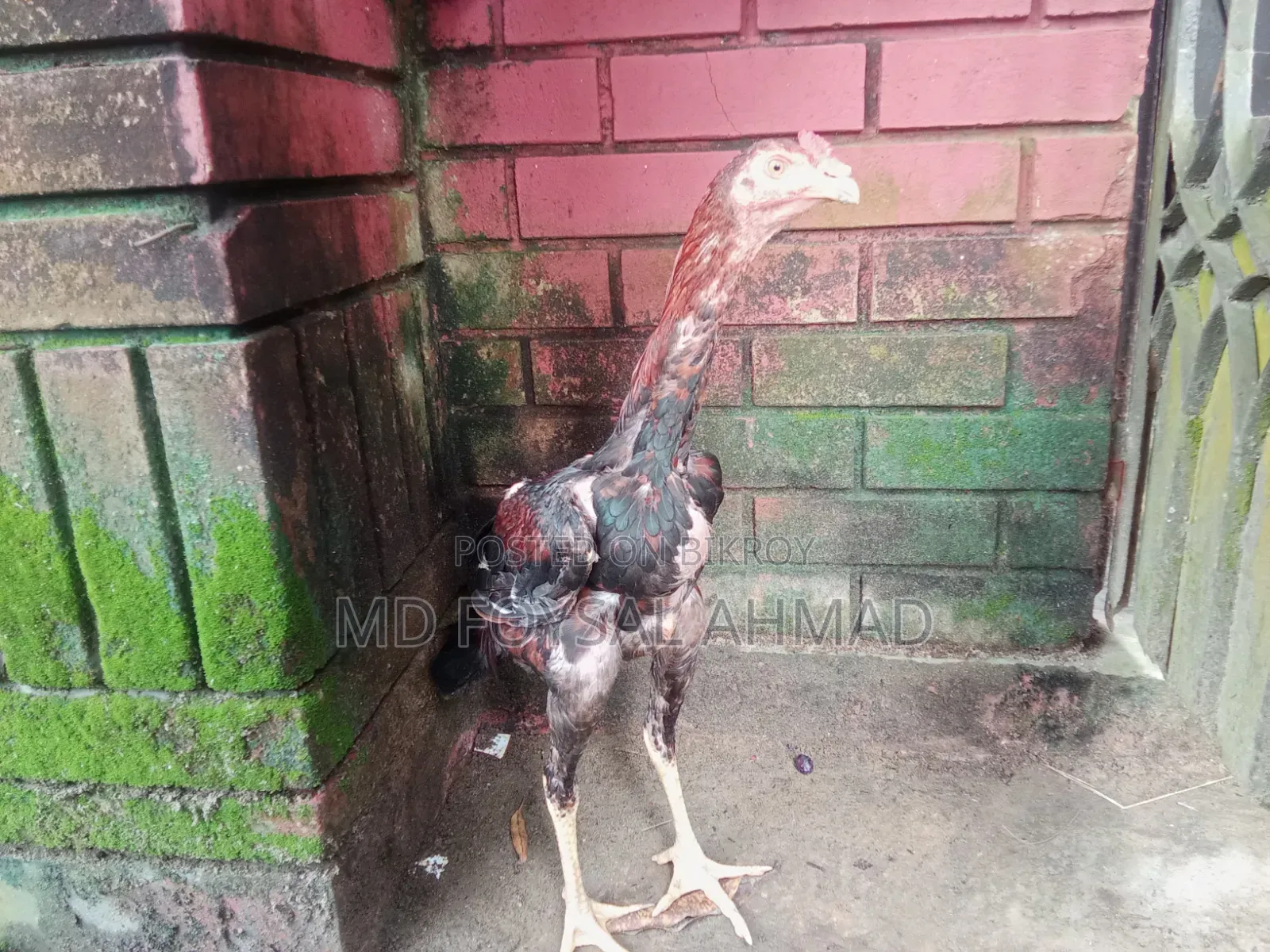 Indian Aseel Rooster 27+