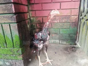 Indian Aseel Rooster 27+