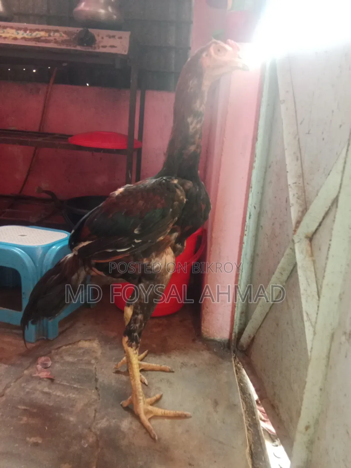 Indian Aseel Rooster 27+