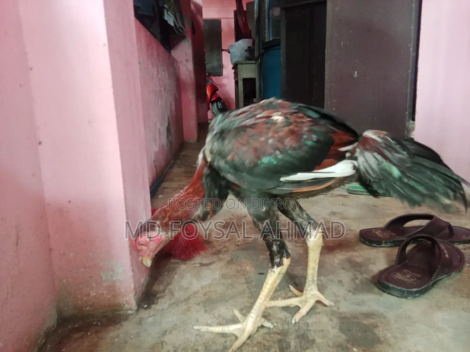 Indian Aseel Rooster 27+