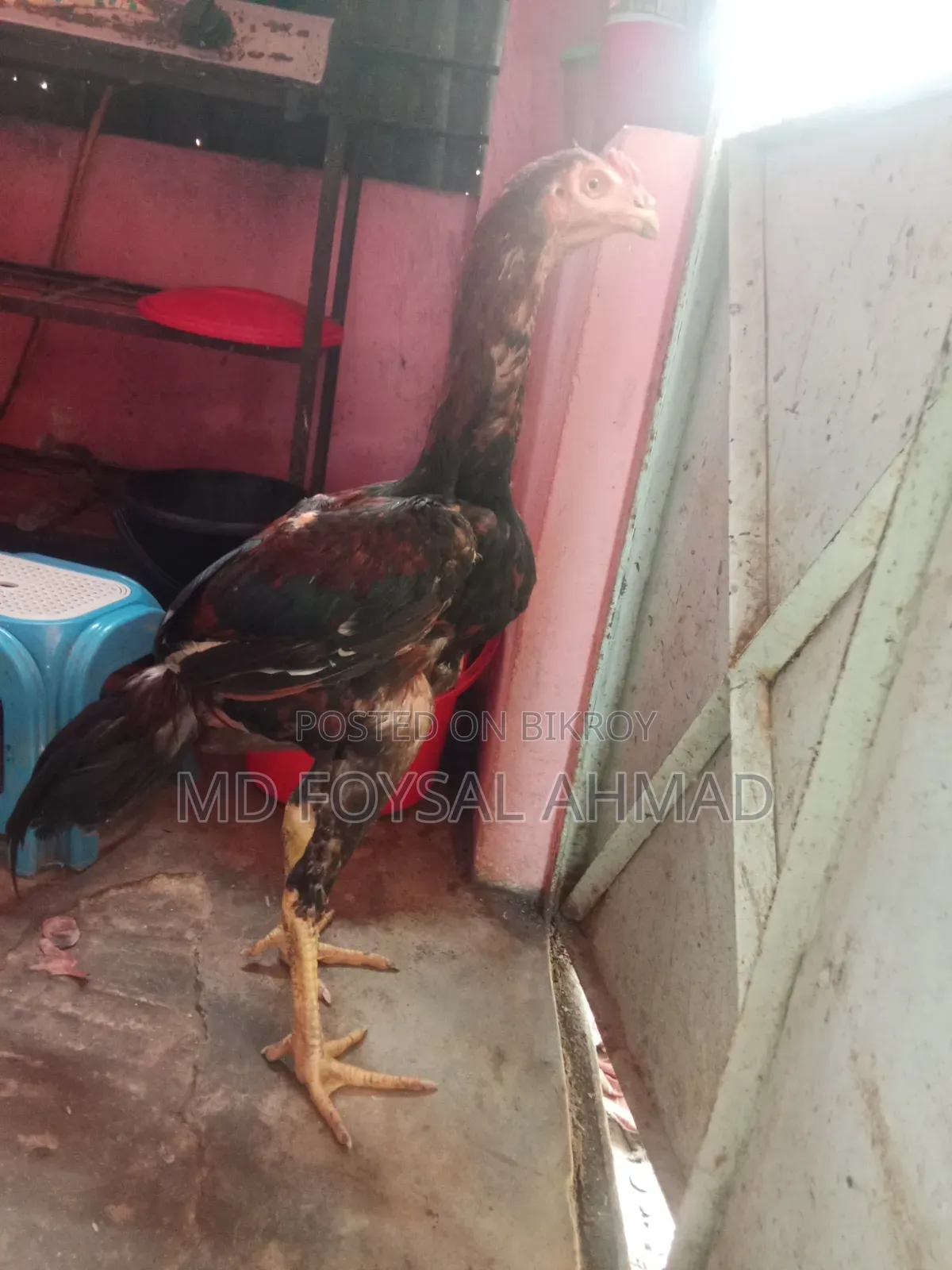 Indian Aseel Rooster 27+