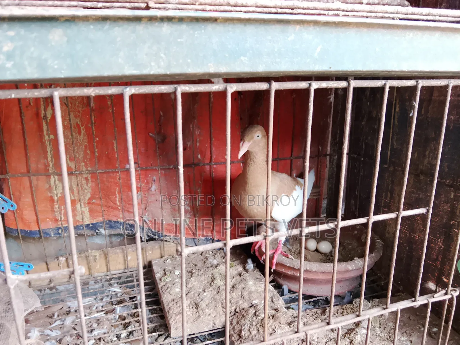 Foster Parent - Magpie Madi