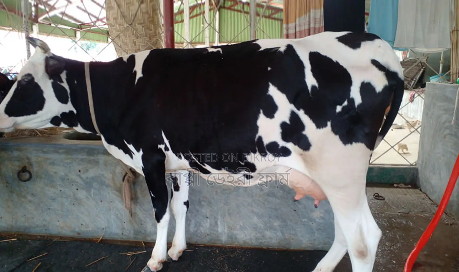 No. 1326 High-Yield Breed Cow