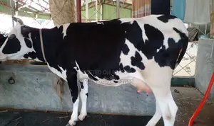 No. 1326 High-Yield Breed Cow