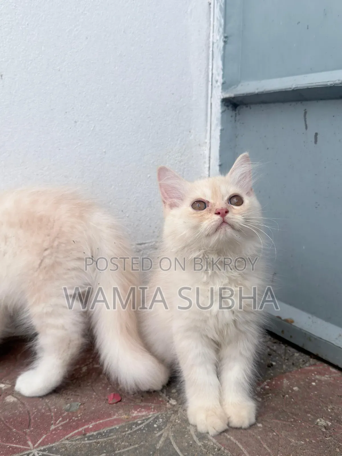 1-3 Months Male Purebred Persian