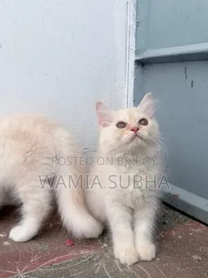 1-3 Months Male Purebred Persian